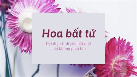  Haven: Tình Yêu Bất Diệt Giữa Thế Giới Phá Hủy!